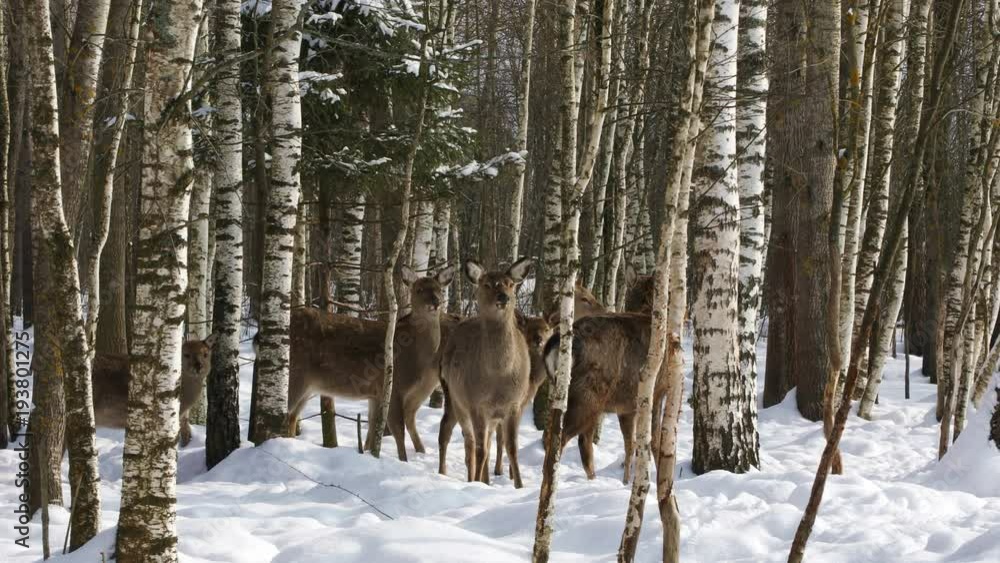 A herd of Sika deer in winter forest
A herd of Sika deer in winter forest