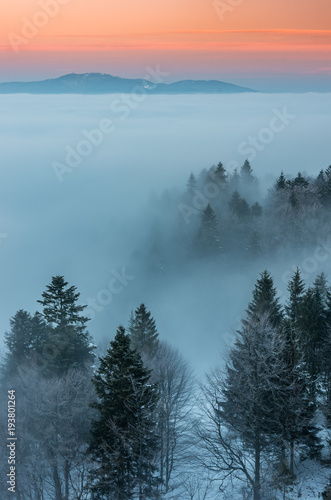 Misty mountain forest landscape in the morning  Poland
