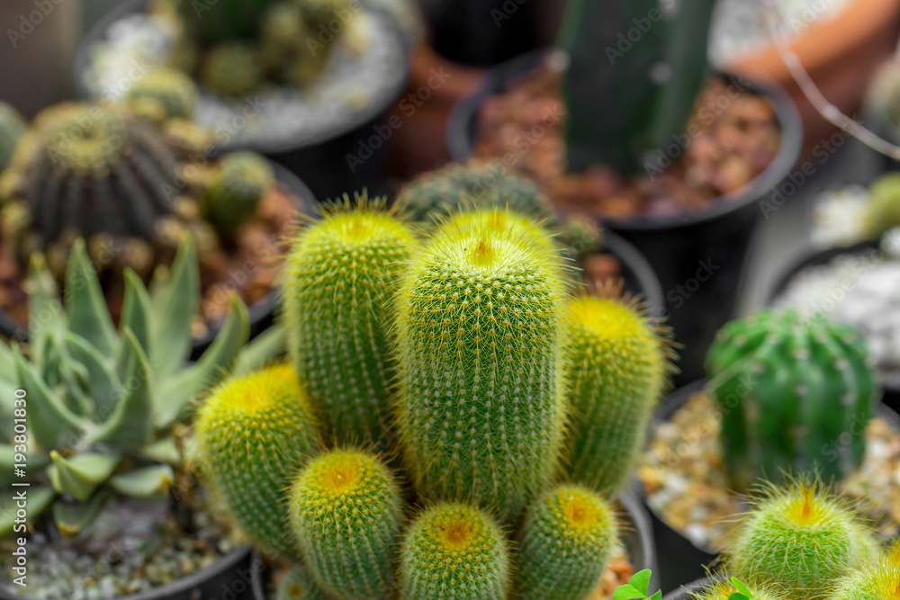 The macro of colorful tiny cactus in the garden with the natural light with the bokeh or blur background. The macro of colorful tiny cactus in the garden with the natural light with the bokeh or blur background.