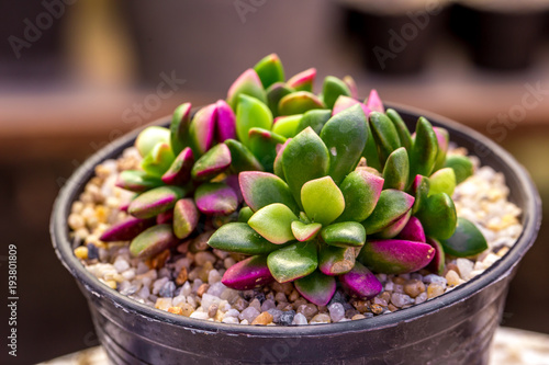 The macro of colorful tiny cactus in the garden with the natural light with the bokeh or blur background.