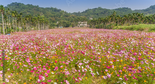 Wallpaper Mural Colorful field of flowers close to Ershui Torontodigital.ca