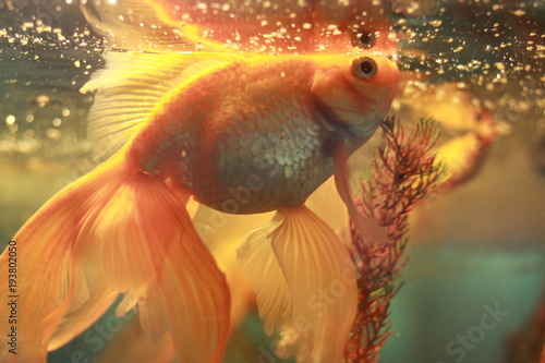 Aquarium goldfish in water