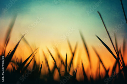 Grass and a calm dusk