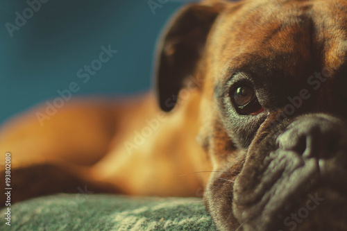 Boxer laying on a blanket