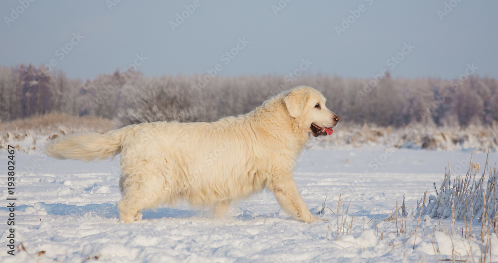 Golden Retriever female at 13 years of age on a cold winter day Golden Retriever female at 13 years of age on a cold winter day