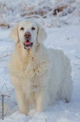 Golden Retriever female at 13 years of age on a cold winter day