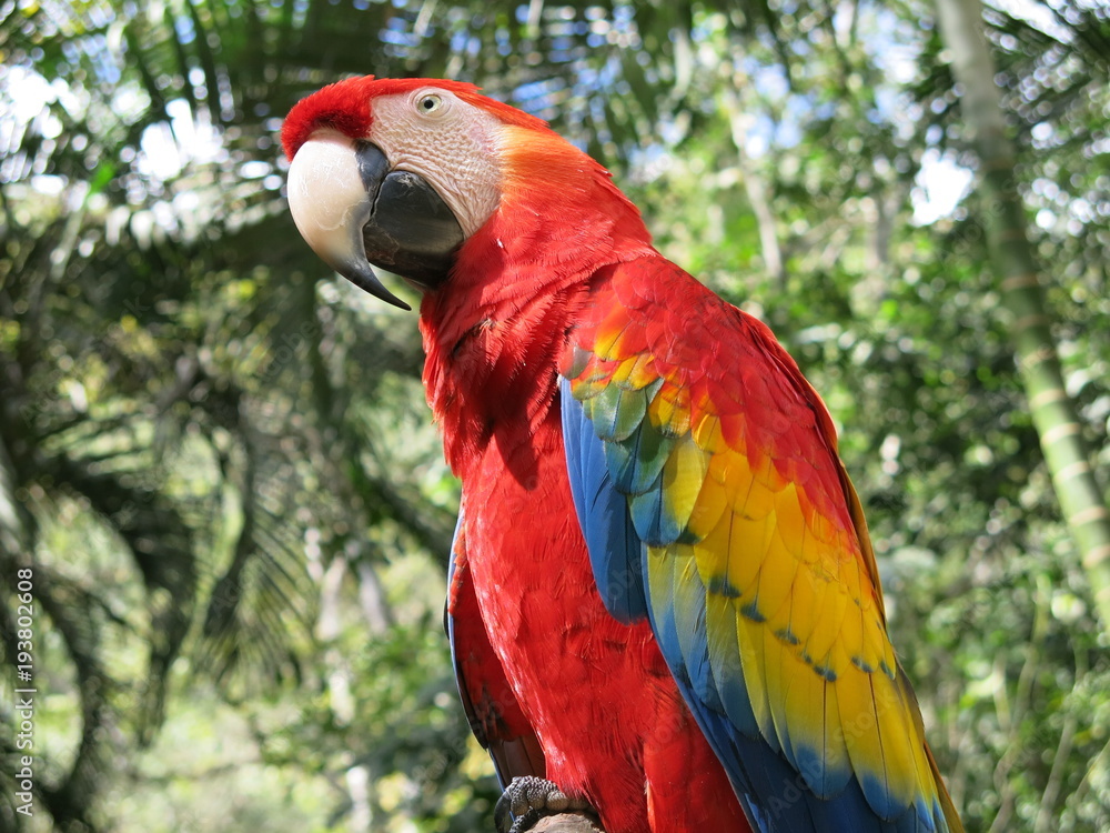 macaw parrote