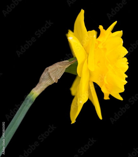 Fototapeta Naklejka Na Ścianę i Meble -  Bright spring narcissus