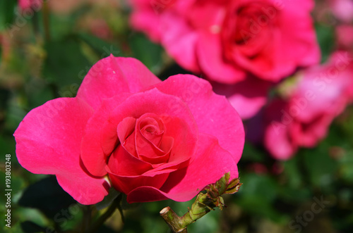 Red roses with trimmed stem