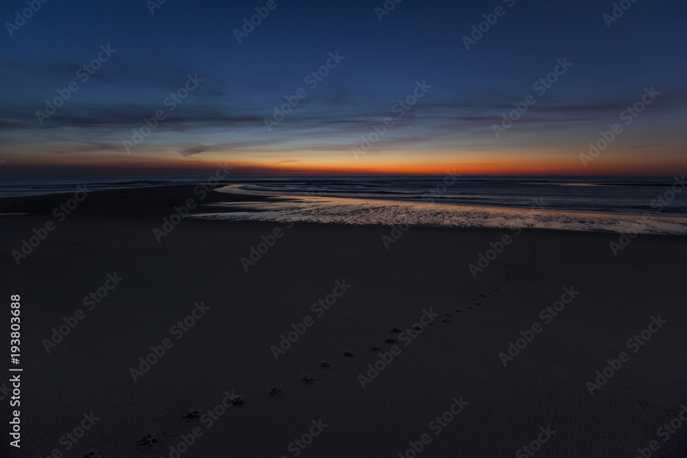 Coyote tracks in the sunrise sand