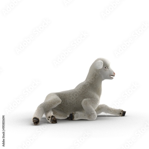 Lamb lies on the floor  isolated on a white. 3D illustration