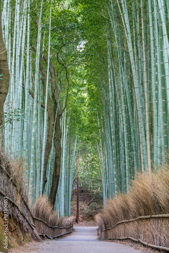 Early morning scene at Sagano Arashiyama Bamboo forest in Kyoto, Japan photo