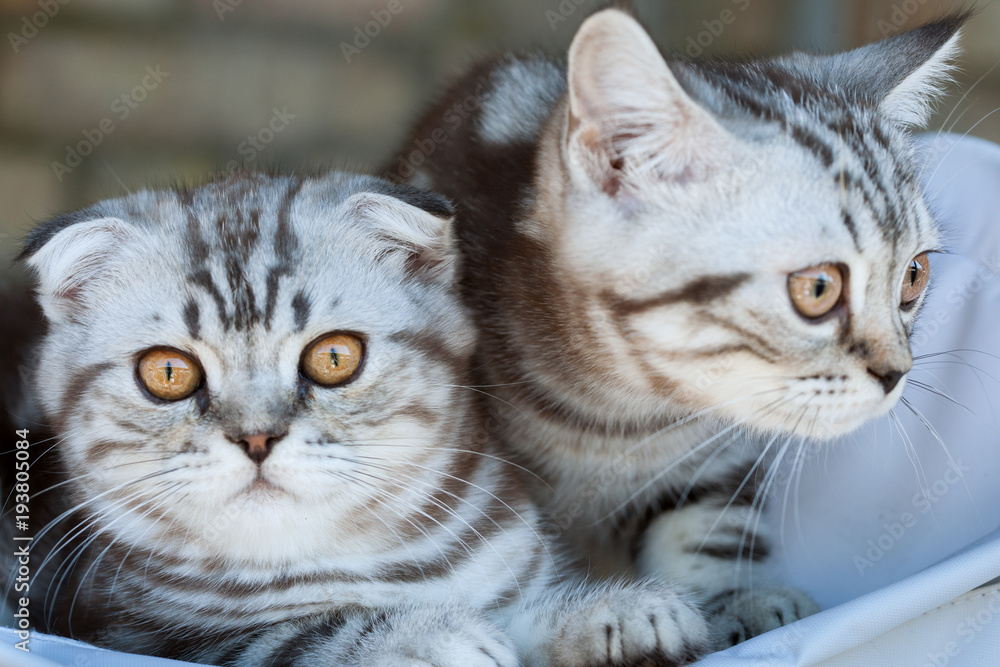 Two striped kittens in a basket. Two striped kittens in a basket.
