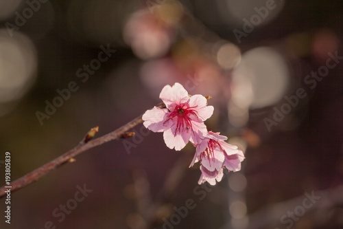春を彩る桜の木