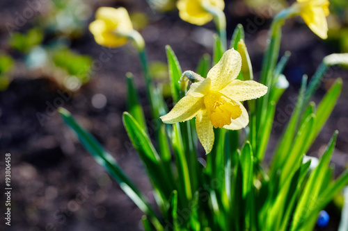 Fototapeta Naklejka Na Ścianę i Meble -  Daffodils in the spring garden