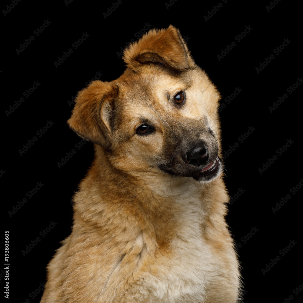 Closeup Portrait of Cute Mongrel Dog with turned head, Curious Looking in Camera, Isolated on Black Background Closeup Portrait of Cute Mongrel Dog with turned head, Curious Looking in Camera, Isolated on Black Background