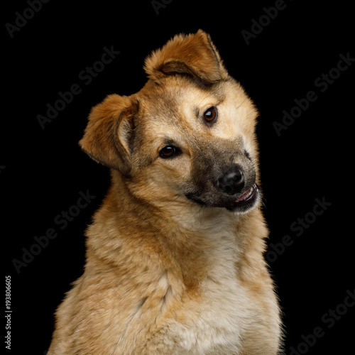 Closeup Portrait of Cute Mongrel Dog with turned head, Curious Looking in Camera, Isolated on Black Background © seregraff
