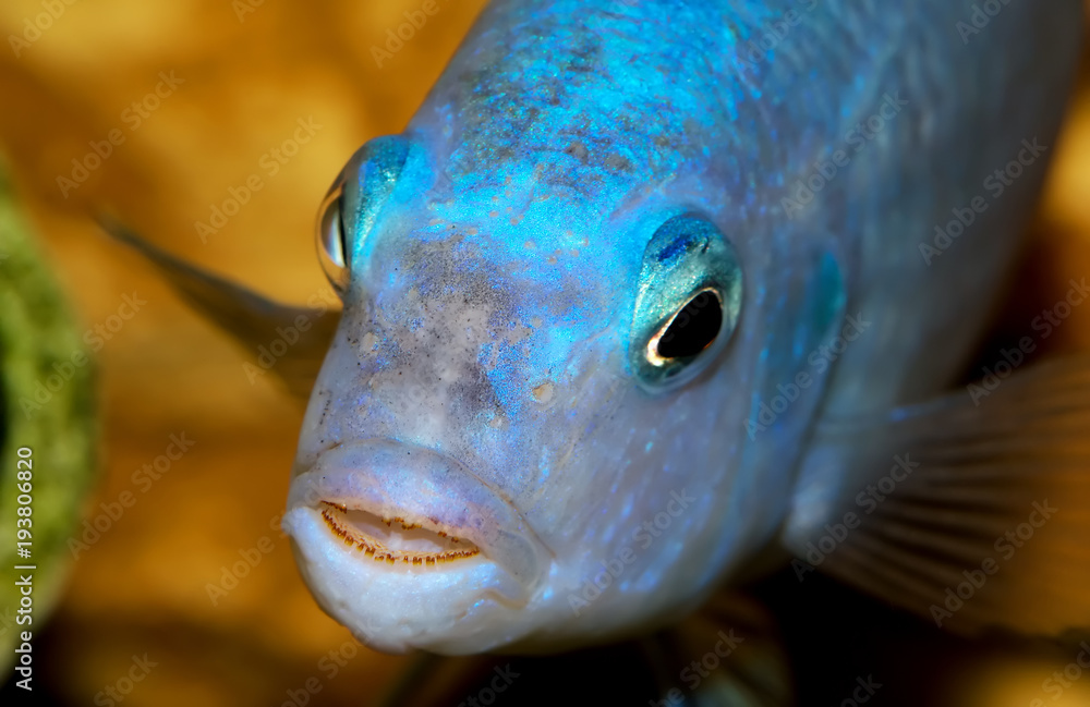 Predator Mouth Fish