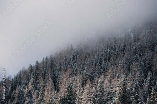 Dentro la foresta 