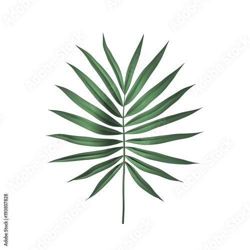 Tropical Palm leaf isolated on white background. Palm frond Vector illustration.