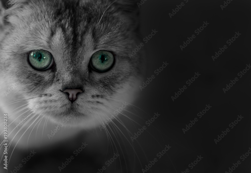 Cat Scottish Fold, chinchilla coloring Cat Scottish Fold, chinchilla coloring