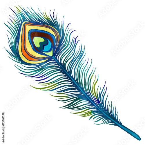 Hand painted watercolor peacock feather