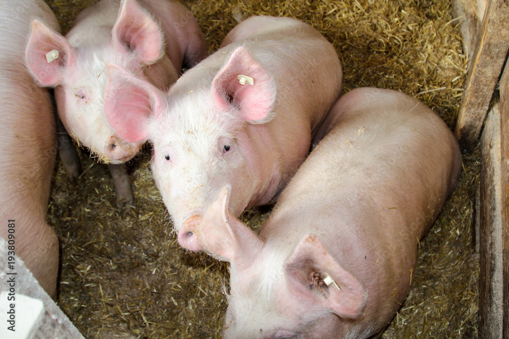 Schwein, Schweine in artgerechter Haltung Schwein, Schweine in artgerechter Haltung