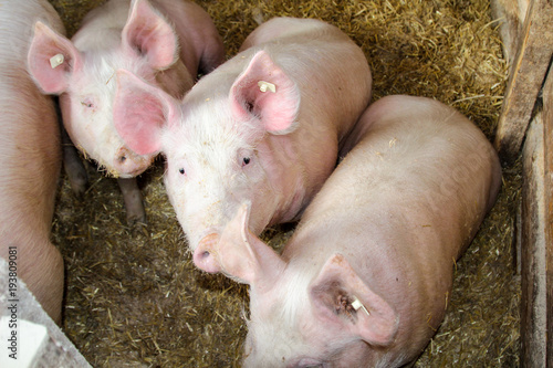 Schwein, Schweine in artgerechter Haltung  © boedefeld1969