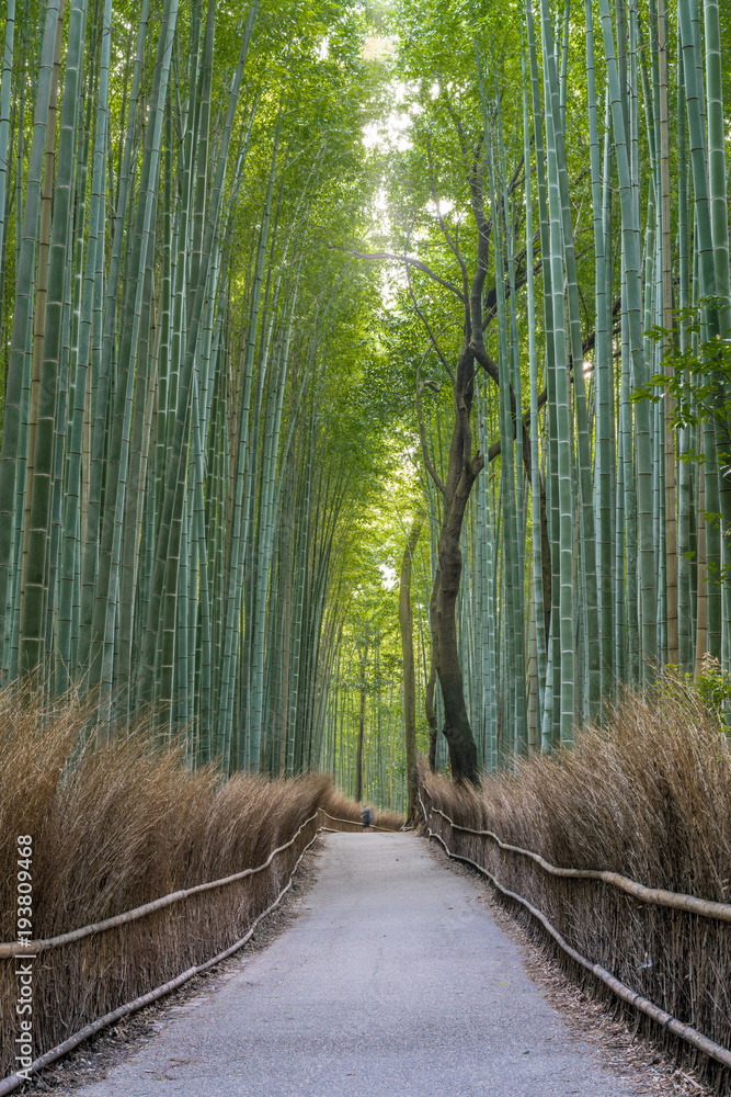 Naklejka premium Early morning scene at Sagano Arashiyama Bamboo forest in Kyoto, Japan