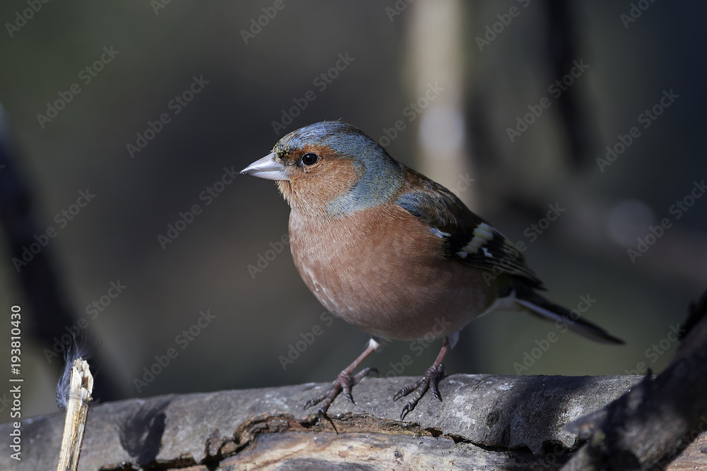 Naklejka premium Common chaffinch (Fringilla coelebs)