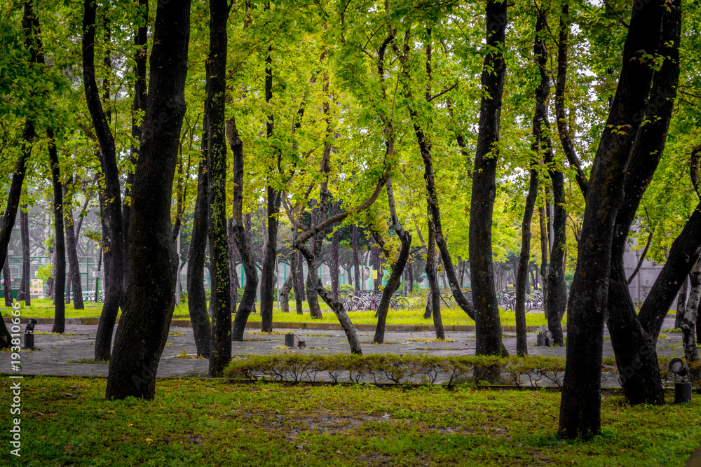 Fototapeta premium Little Forest