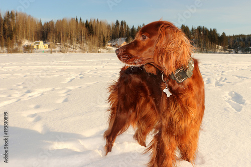 red irish setter walking