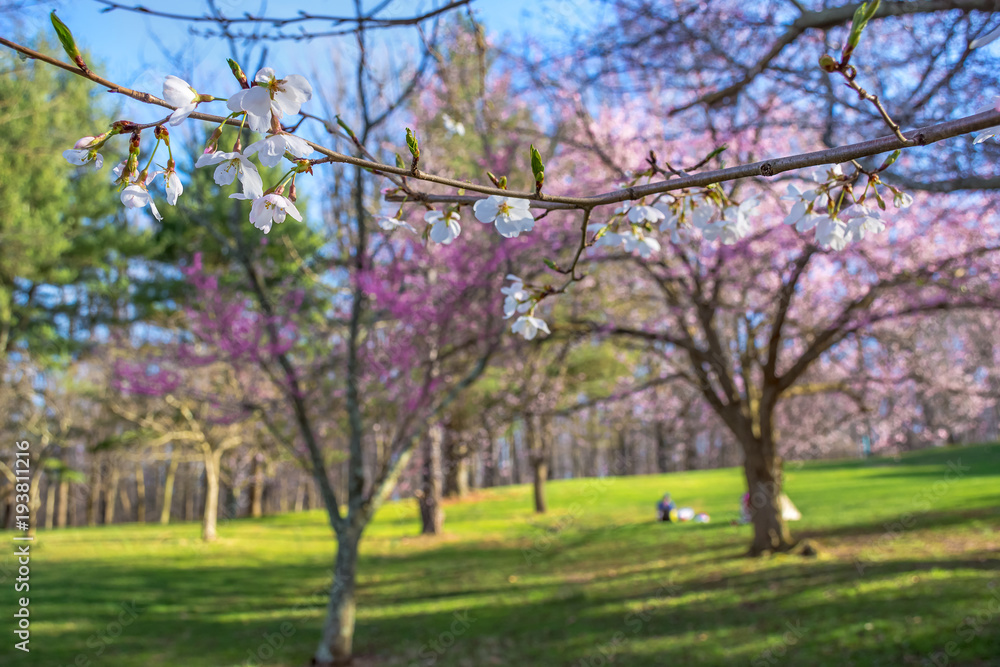 Cherry Blossom Branch in Park