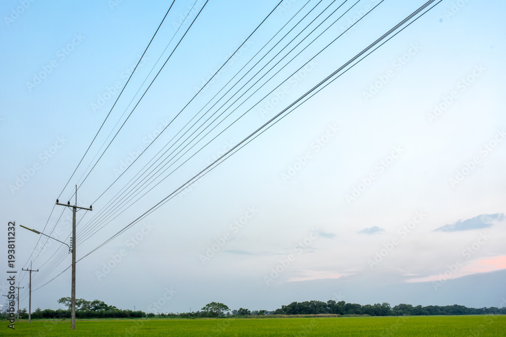 Image of the power line and concrete poles in the green rice field.
