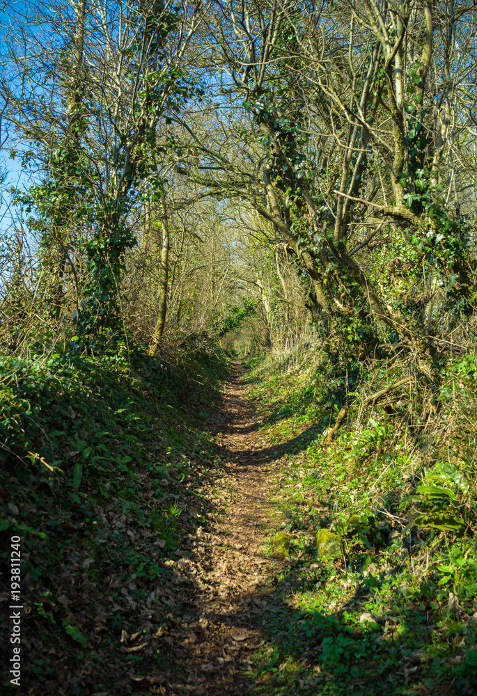 Obraz premium Footpath through typical British English woodland in spring