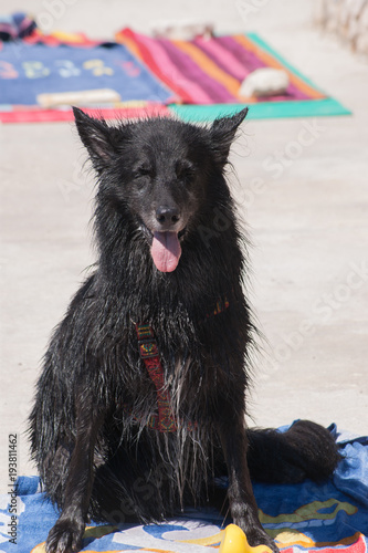 Nasser Hund  Reisen Strand Baden  Schwarzer Hund  Sch  ferhund   Hundezunge