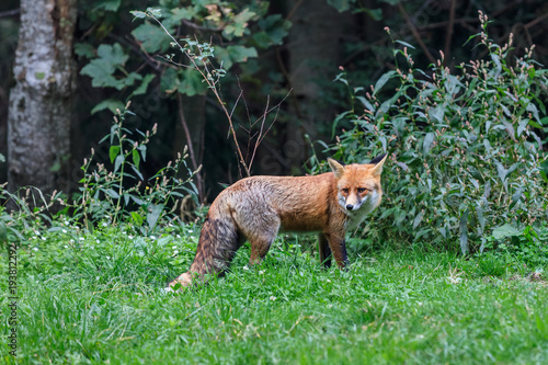european red fox (vulpes vulpes)