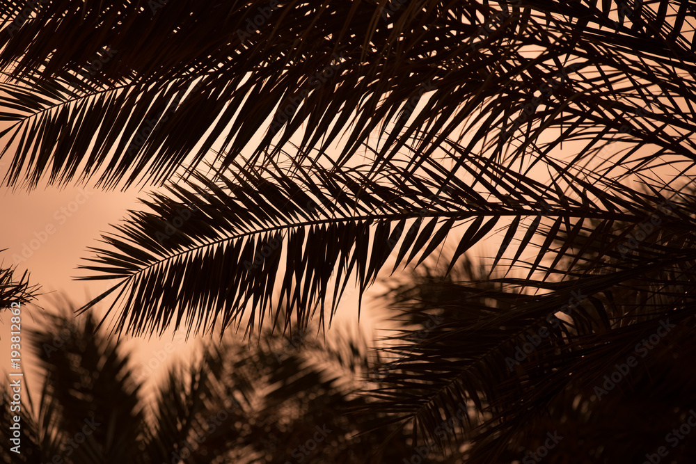 Obraz premium Tropical resort, silhouette of palm tree branches against sky background