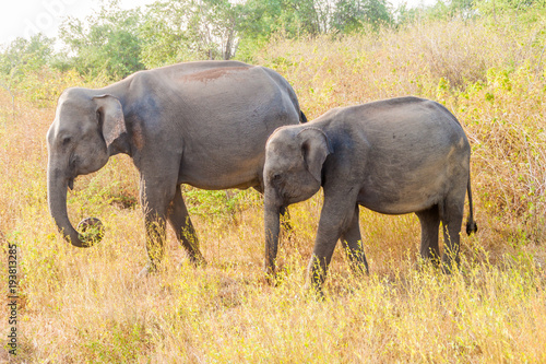 Group of Sri Lankan elephants  Elephas maximus maximus  in Uda Walawe National Park  Sri Lanka