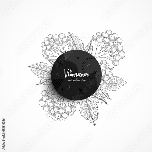 Vector round banner with bunch viburnum. Modern banner with hand drawn berries. With place for text. Healthy food. Great design for natural and organic products, label, poster, packaging design.