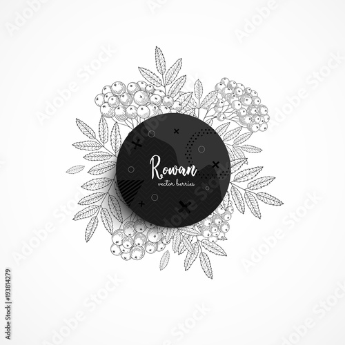 Vector round banner with bunch rowan. Modern banner with hand drawn berries. With place for text. Healthy food. Great design for natural and organic products, label, poster, packaging design.