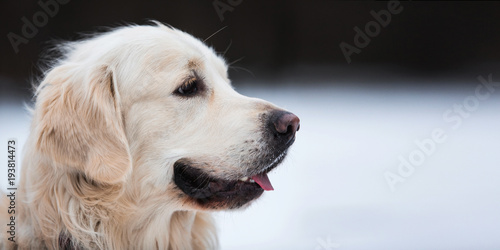 Canvastavla A beautiful, cute golden retriever dog sitting on a sidewalk in a park on a clou
