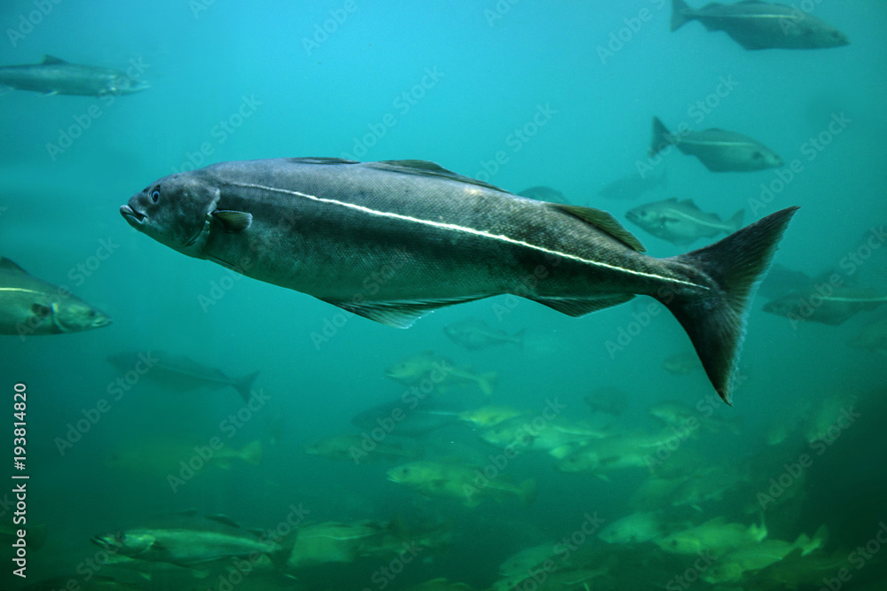 Fototapeta premium Cod fishes floating in aquarium, Alesund, Norway.
