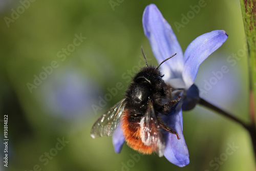 cute bee on scilla photo