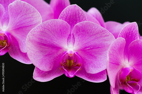 Flowers. Pink orchids. Black background