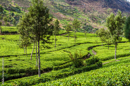 Tea plantations in mountains near Haputale  Sri Lanka