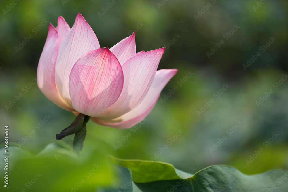 Lotus flower on a green background in China Lotus flower on a green background in China