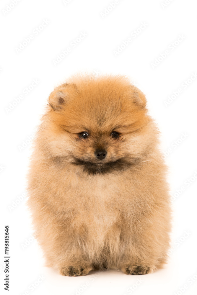 cute Little young pomeranian cob isolated over white cute Little young pomeranian cob isolated over white