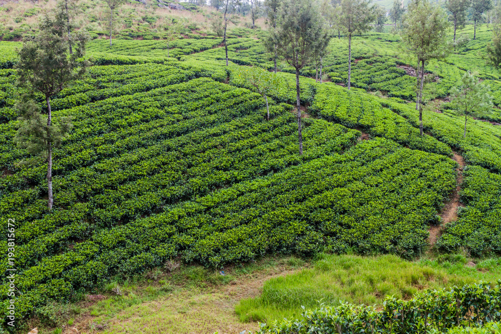 Tea gardens in mountains near Haputale, Sri Lanka