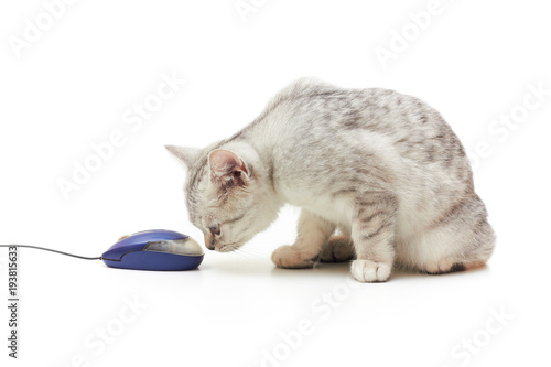 Small kitten looking at computer mouse